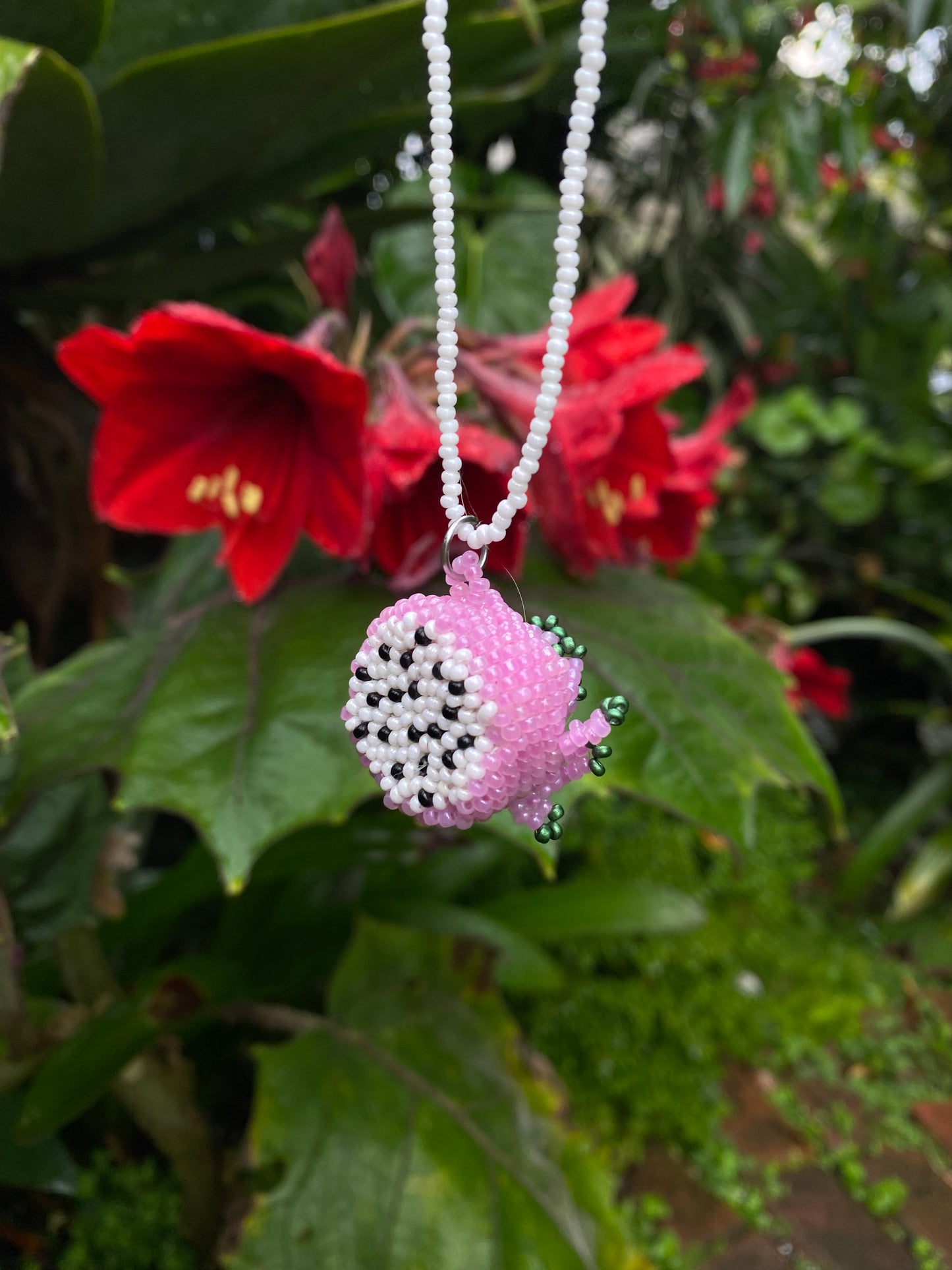 Collar pitaya